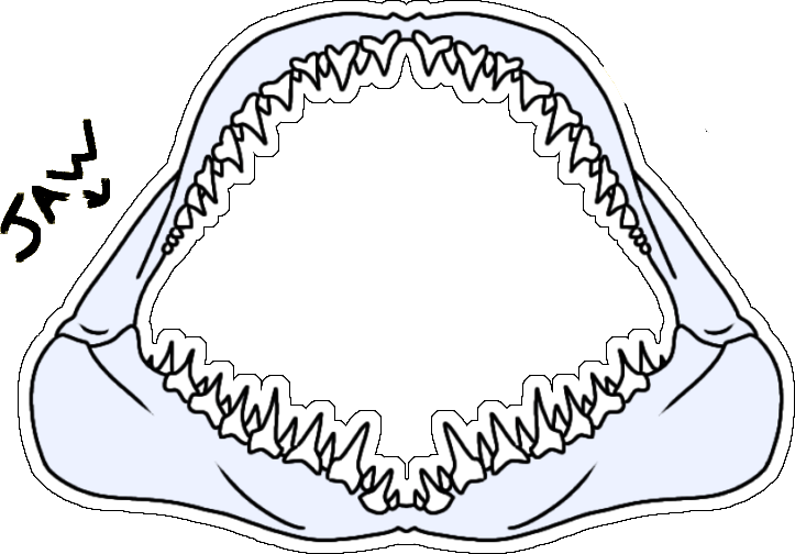 Capri's jaw bone and teeth